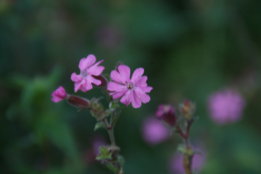 Silene dioicaDagkoekoeksbloem bestellen